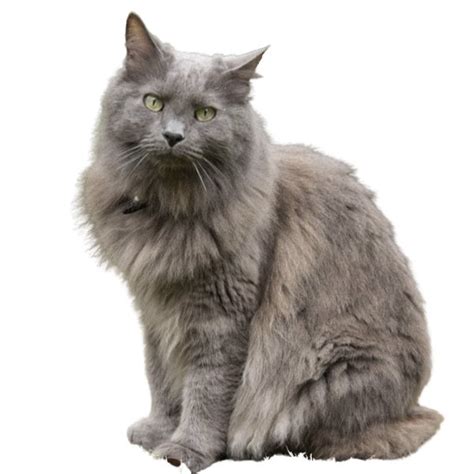 Nebelung Cat Breeders