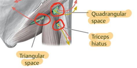 Lab Upper Extremity Flashcards Quizlet