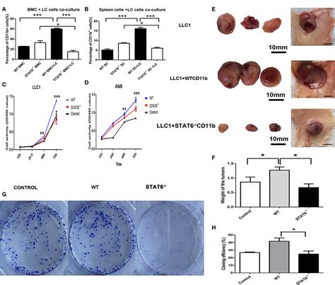 Frontiers Activation Of The Il 4 Stat6 Signaling Pathway Promotes Lung Cancer Progression By