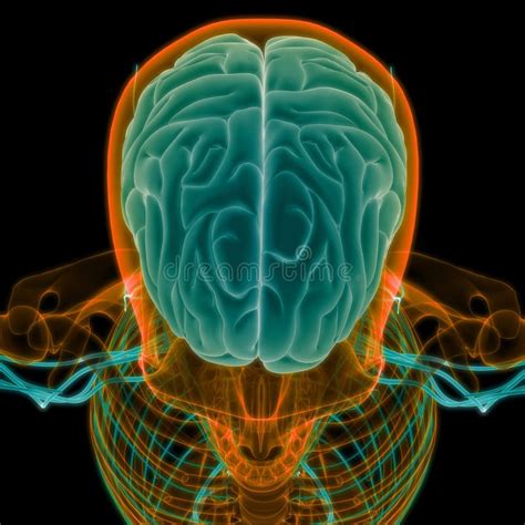 Organe Central Du Système Nerveux Humain Lobes Cérébraux Anatomie Vue