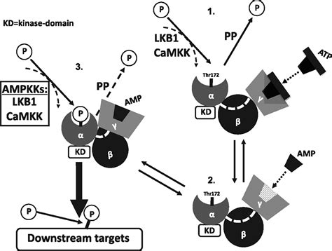 Activated Protein Kinase Circulation Arrhythmia And