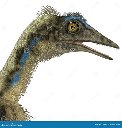 Cabeza Del Dinosaurio Del Archaeopteryx Stock De Ilustraci N