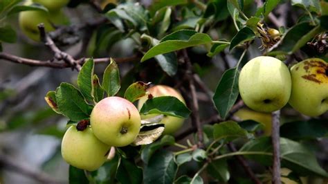 Sader Reporta Crecimiento En Producci N De Manzana El Heraldo De M Xico