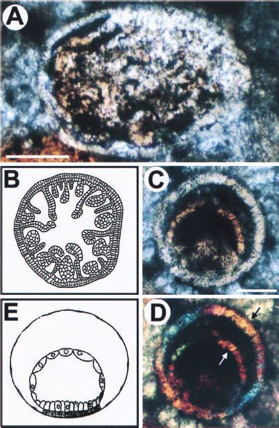 Putative cnidarian embryos and larvae. (A) Oblique section of a ...