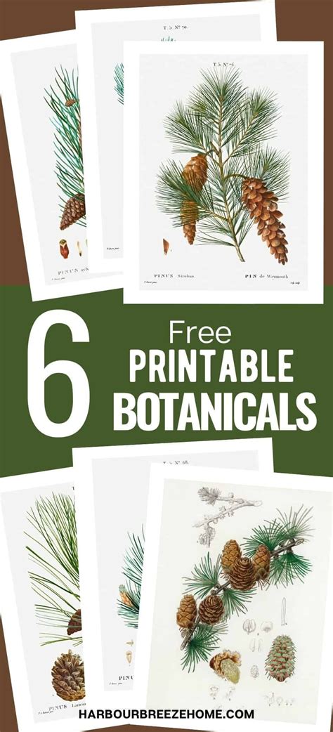 Free Printable Botanical Printable Pine Cone Set Artofit