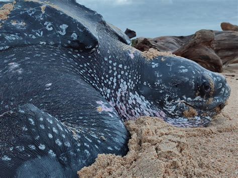 Tortuga laúd: la gigante del Océano Pacífico en riesgo de desaparecer | ENTREVISTA