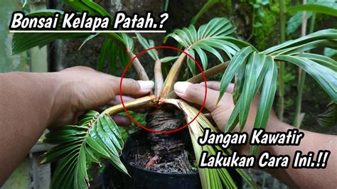 Cara Mengatasi Bonsai Kelapa Patah Tunas Agar Tidak Mati Youtube