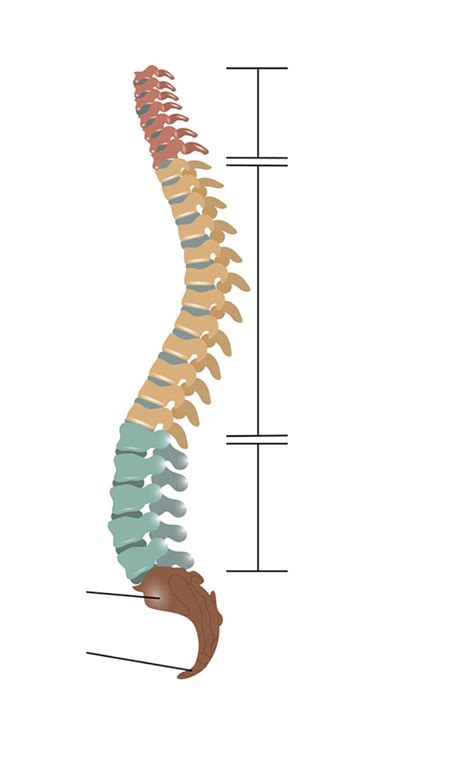 Vertebrae Labeling Diagram Quizlet