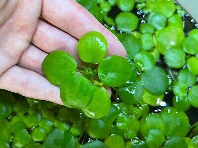3 X Amazon Frogbit Limnobium Laevigatum Live Floating Surface Aquarium