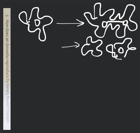 3 How Does An Amoeba Reproduce By Binary Fission Explain Filo