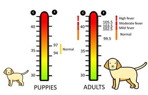 Temperature Chart For Dogs Normal Cold And Hot Animal Hackers