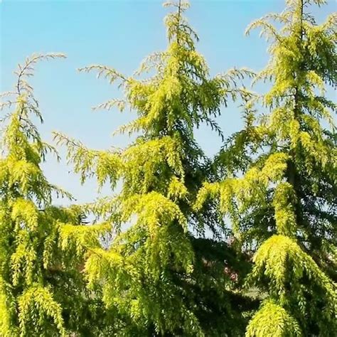 Golden Deodar Cedar In 2024 Specimen Trees Evergreen Landscape