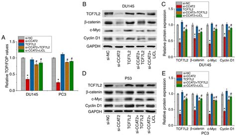 Ccat Knockdown Inhibits Tcf L Via Mir Thereby Inhibiting The