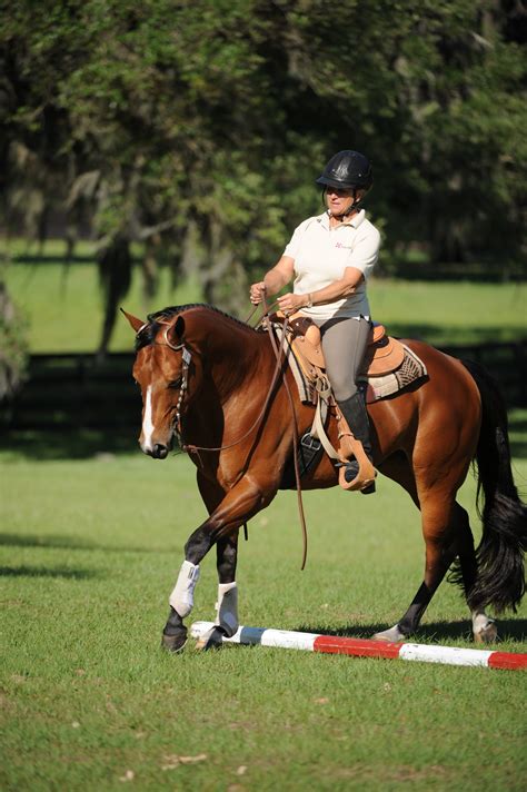 14 Tips to Acquire Western Horse Training from Scratch - Mammal Age