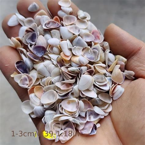 Natural Seashell Conch Mix Perfect Diy Nail Art Aquarium Temu