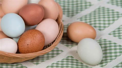 Sapphire Olive Eggers Friendly Chicken That Lays Green Eggs