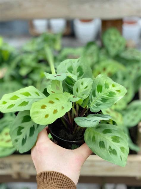Prayer Plant "Maranta Leuconeura" | The Watering Can Flower Market