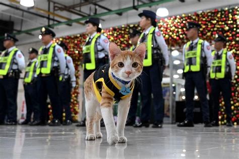 Paw Patrol Philippine Security Guards Adopt Stray Cats The Straits Times