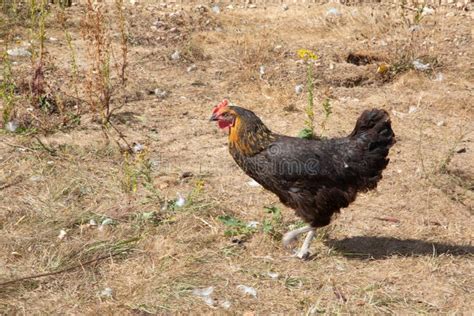 Beautiful Brown Hen in Chicken Coop in Hens House at Home Garden Stock ...