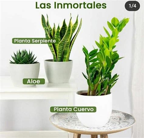 Las Mejores Plantas Para Oficina Para Aumentar La Creatividad Artofit