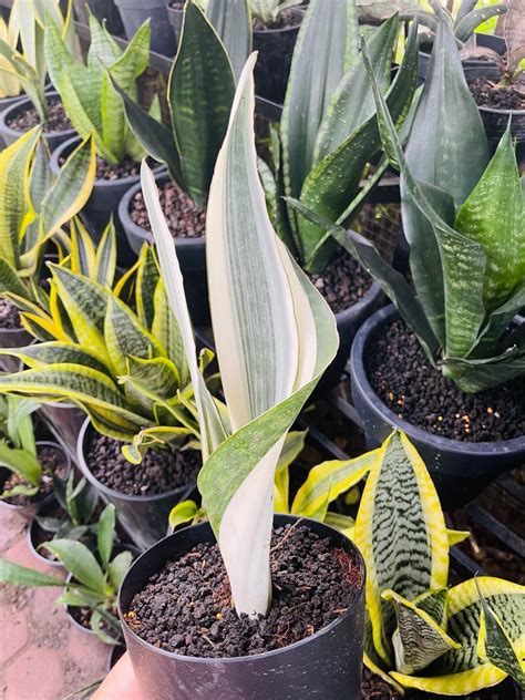 Snake Plant Varieties Sansevieria Types Artofit