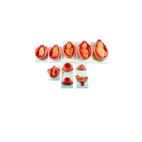 skin gynaecology model fetus  development process model