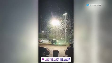 Las Vegas Grasshopper Invasion Is So Big You Can See It On Weather Radar Youtube