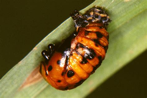 What is This Insect? | CropWatch | University of Nebraska–Lincoln