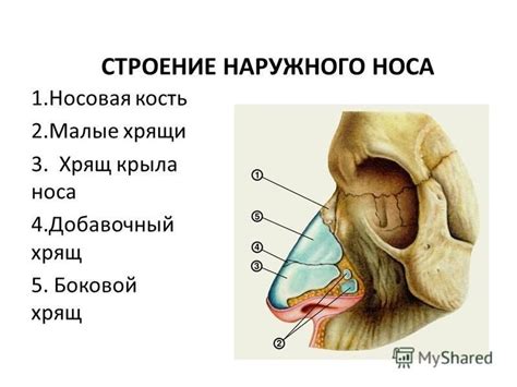 Анатомия картинки нос (50 фото)