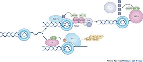 Ubiquitin Dependent Dna Damage Bypassthe Modifications On