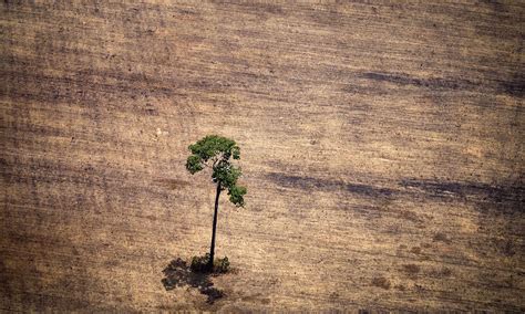 Deforestation : tiltshift