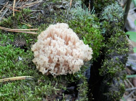 Crown Tipped Coral Fungus From