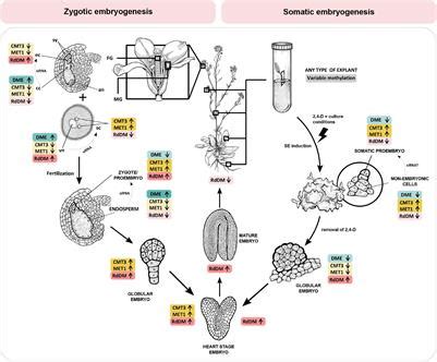 Frontiers Taking The Wheel De Novo Dna Methylation As A Driving