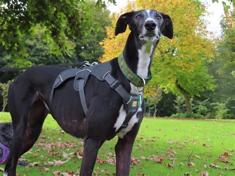 Luna | Greyhound Protection UK