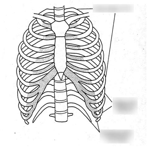 Ribs Exam 1 Diagram Diagram Quizlet