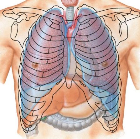 Lungs And Pleura Flashcards Quizlet