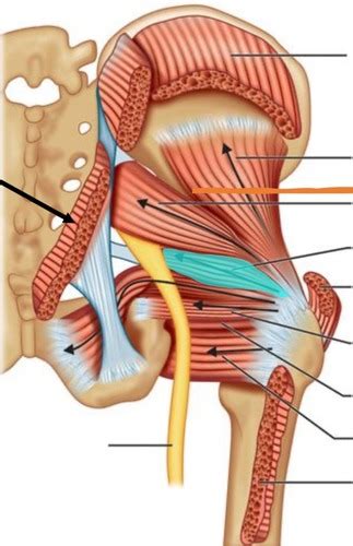 Hip Muscles Posterior Alt Image Flashcards Quizlet