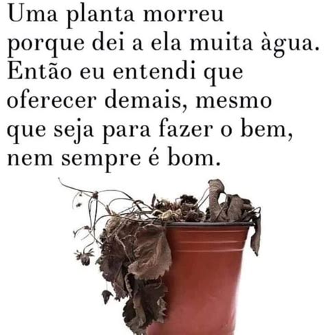 Uma Planta Morreu Porque Dei A Ela Muita Gua Ent O Eu Entendi Que