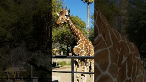 Reid Park Zoo Tucson Youtube