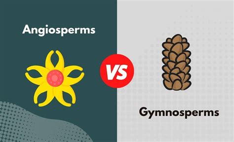 Angiosperms Vs Gymnosperms What S The Difference