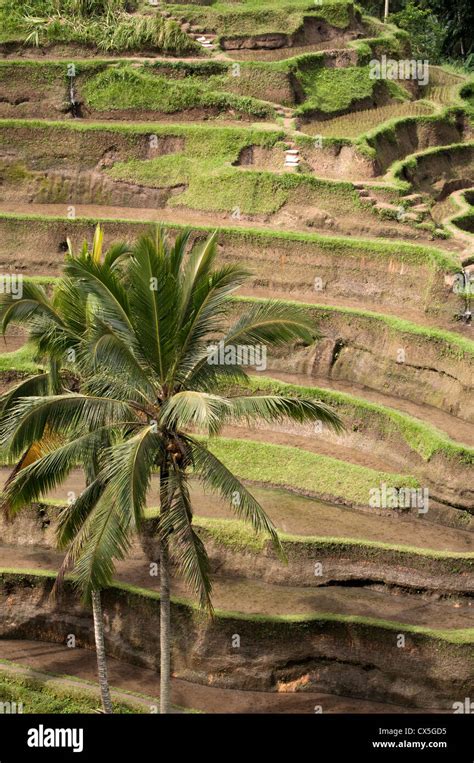 Padi bali hi-res stock photography and images - Alamy