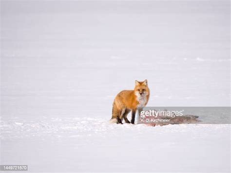 Waskesiu Lake Photos And Premium High Res Pictures Getty Images