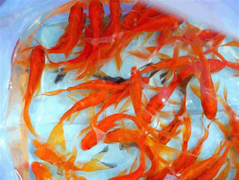 Goldfish Goldfish Aquarium Fish Ryukin Gold Fish Black Moor Fold Fish