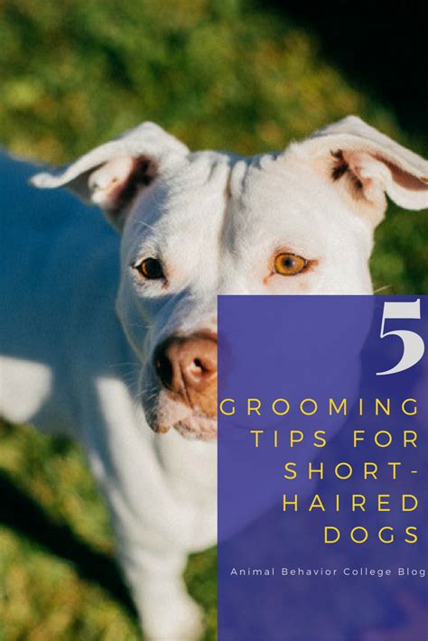 How to stop dog shedding short hair breeds – Artofit