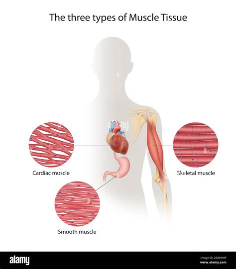 Types Of Muscle Tissue Drawing