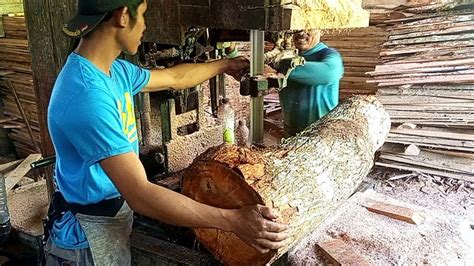 Penggergajian Kayu Mahoni Proses Sawmill Besar Dan Bermutu Bagus YouTube