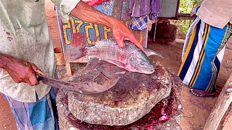 Amazing Big Tilapiya Fish Cutting In Sri Lanka Expert Fish Cutting