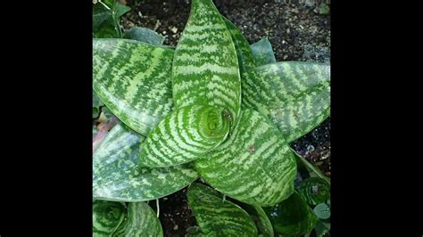 Id Sansevieria Trifasciata Lengua De Suegra Identificaci N Visual