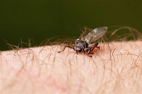 Uwaga Na Latające Kleszcze To Niebezpieczne Strzyżaki Sarnie Nazywane