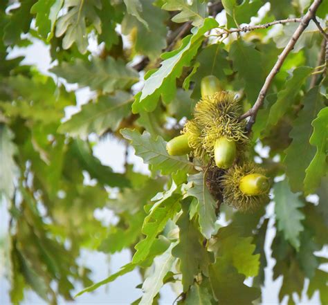 Oakwoods Interpretive Sign – Acorns – Huron-Clinton Metroparks